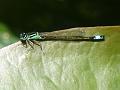 2014-0714_1410_Damselfly_23,6C